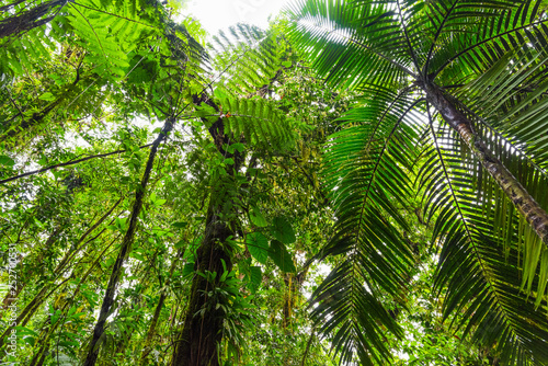 Green trees in Basse Terre jungle seen from below