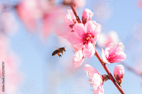 Honey bee fly in almond flower, bee pollinating almond blossoms
