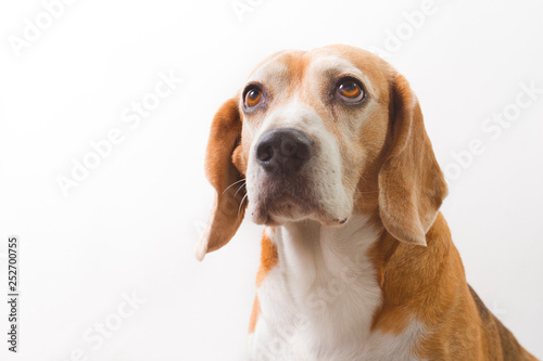 old beagle breed dog