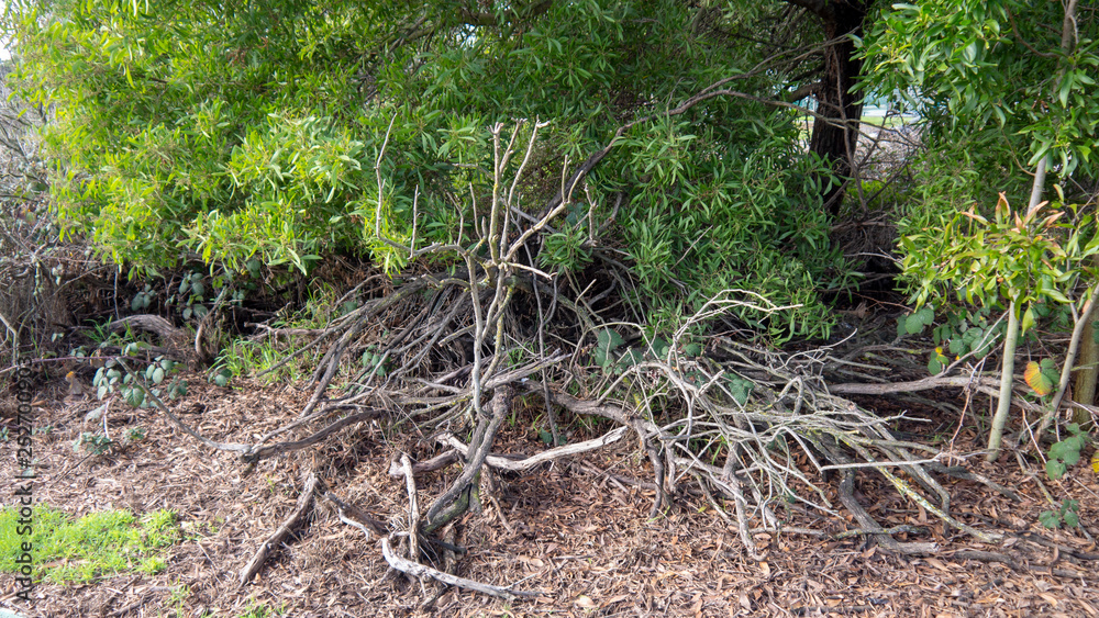 Obraz premium Deadwood