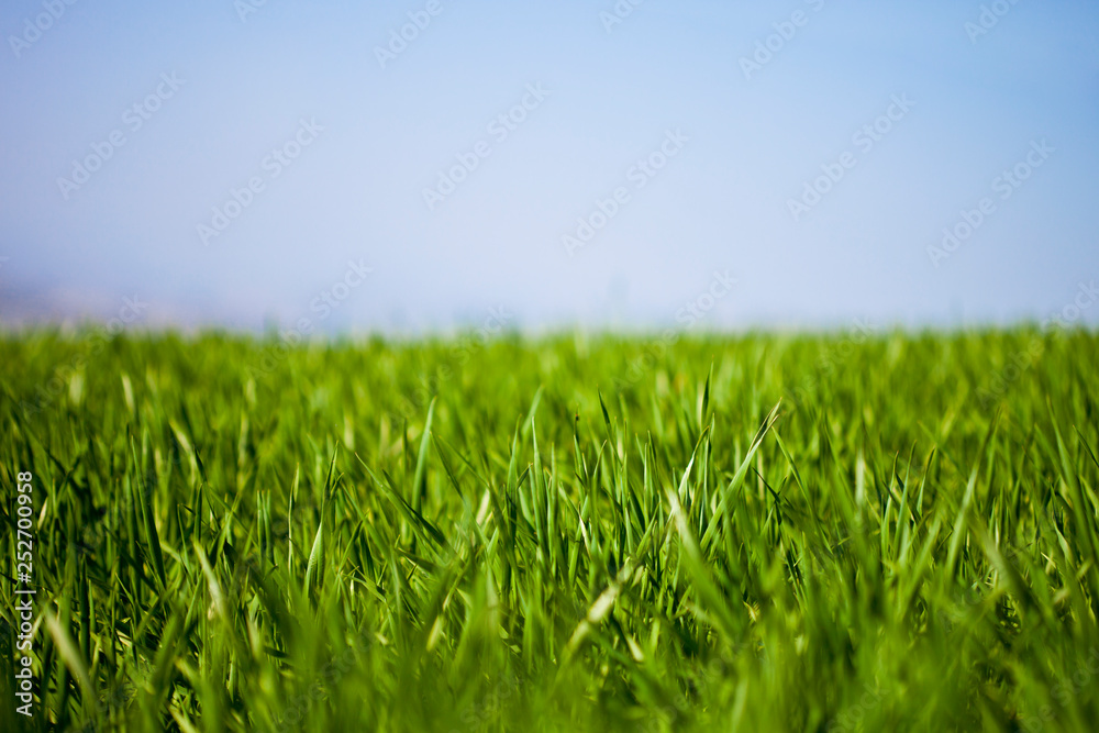 Field of green grass and sky Field of green grass and sky