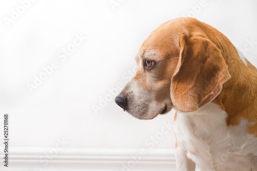 old beagle breed dog