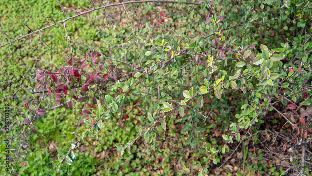 Mixed Leaves Mixed Leaves