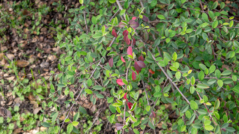 Obraz premium Flowers