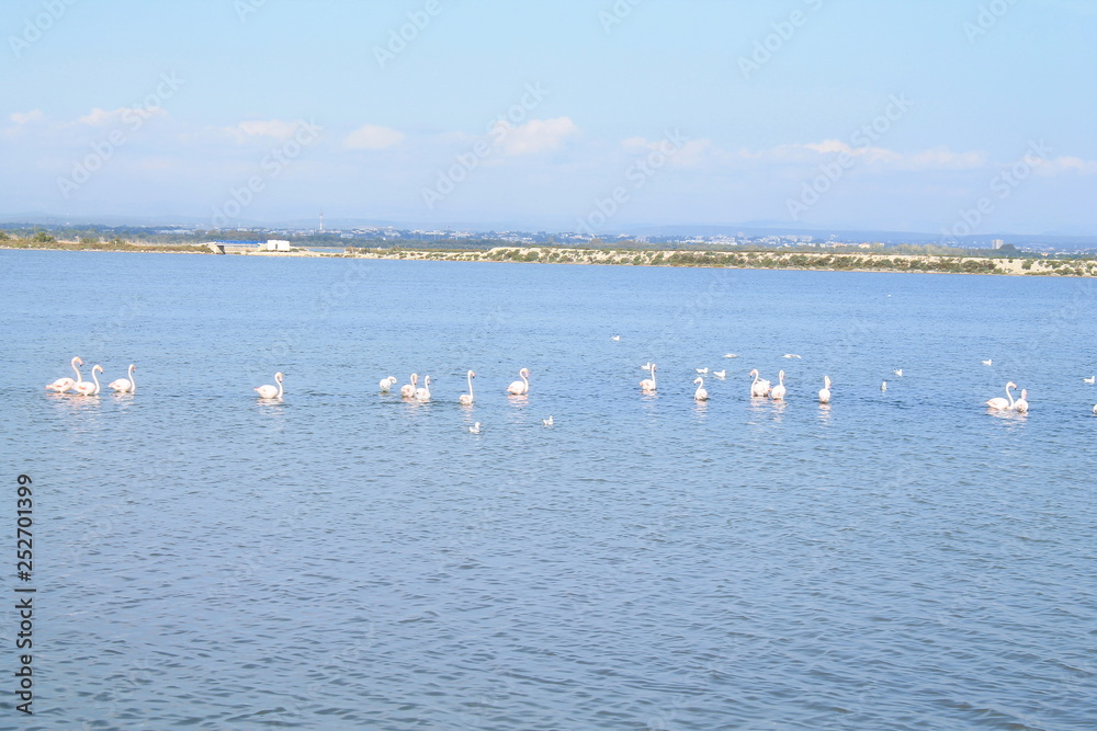 Beautiful Pink flamingos in Camargue pond, botanical and zoological nature reserve in France