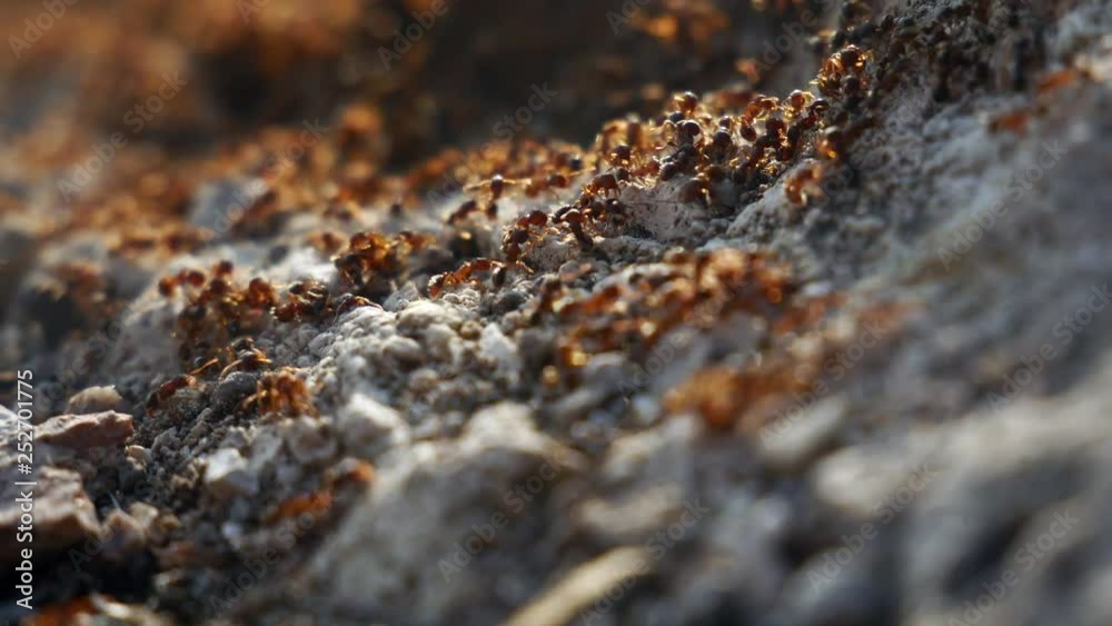 Red wood ants work together in the forest at Balaton Red wood ants work together in the forest at Balaton