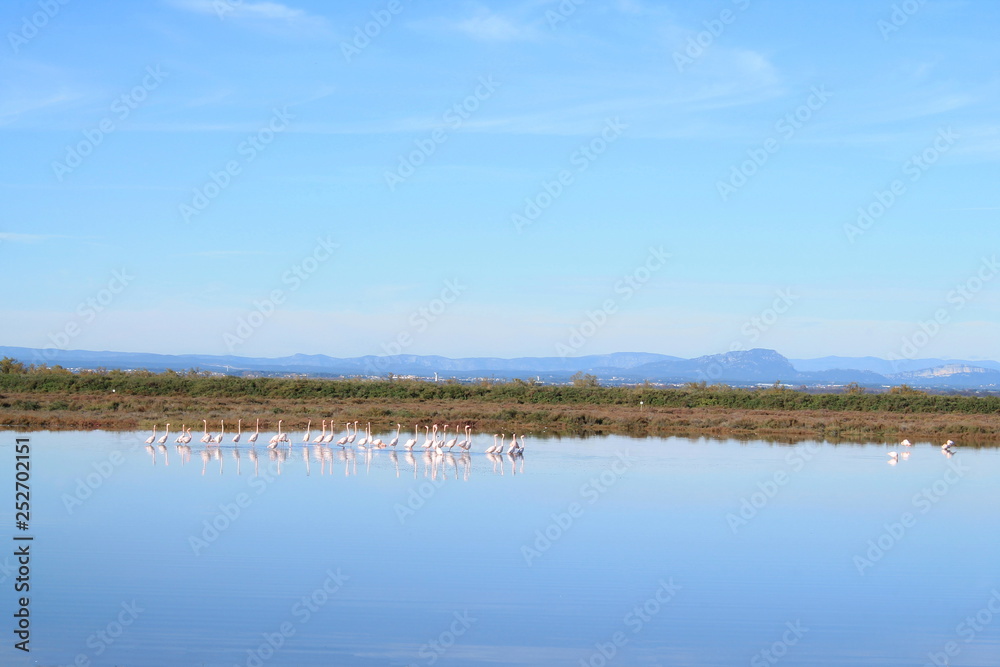 , Beautiful Pink flamingos in Camargue pond, botanical and zoological nature reserve in France
