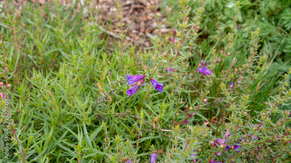 Flowers Flowers