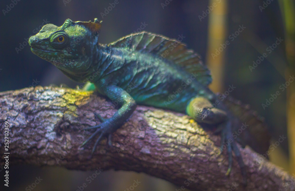 Fototapeta premium iguana on a branch