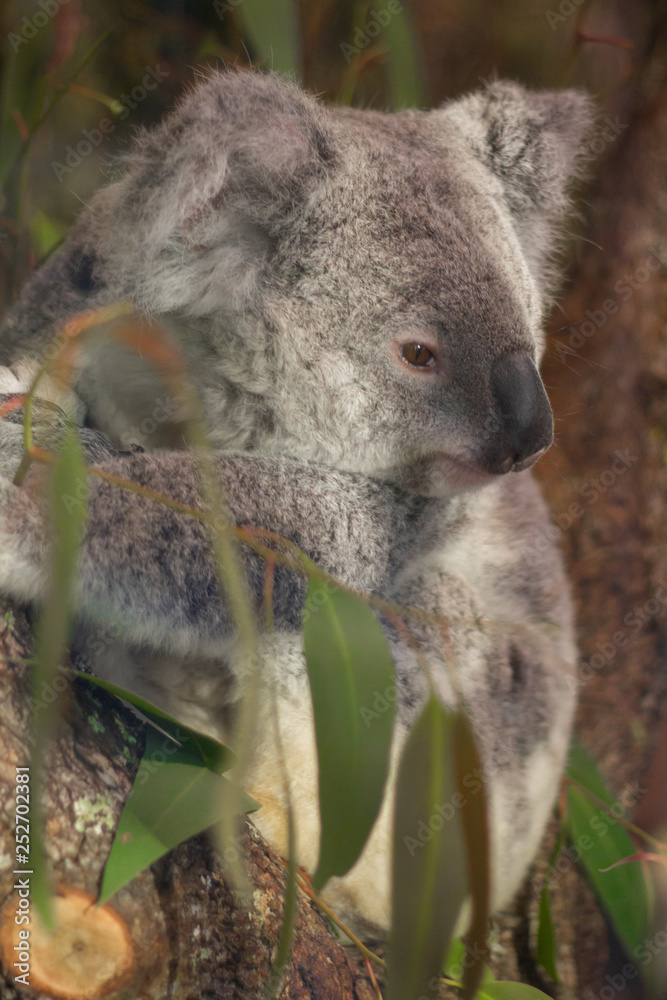 Fototapeta premium koala in tree