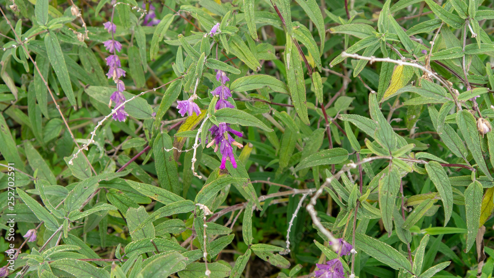 Flowers Flowers