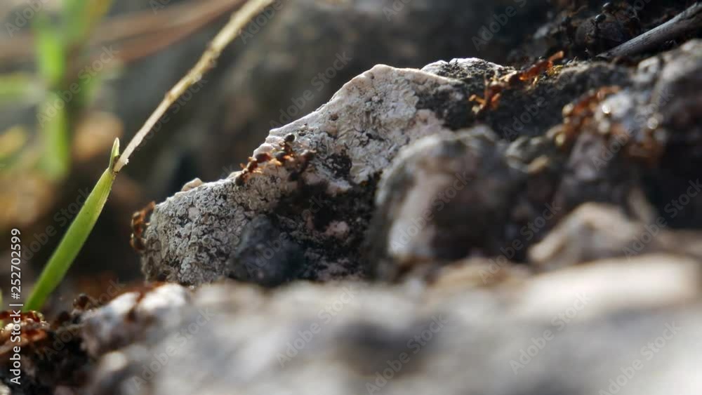 Red wood ants work together in the forest at Balaton