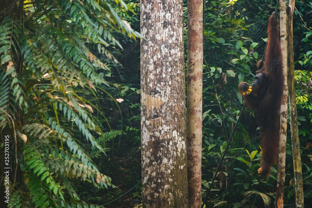 Fototapeta premium BORNEO / SARAWAK / MALAYSIA / JUNE 2014: Orangutans in the Semenggoh Nature Reserve
