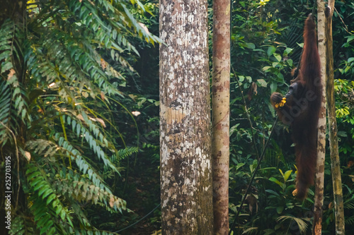 Fototapeta Naklejka Na Ścianę i Meble -  BORNEO / SARAWAK / MALAYSIA / JUNE 2014: Orangutans in the Semenggoh Nature Reserve