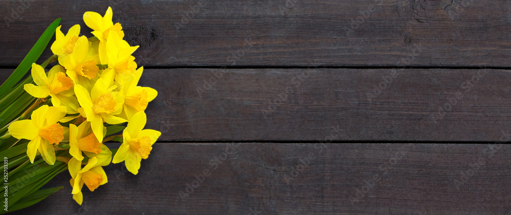 Fototapeta premium Wide Angle Rustic background with Yellow daffodils flowers