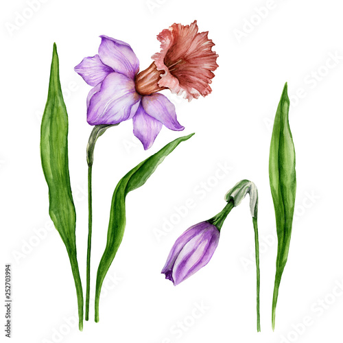 Beautiful purple narcissus flowers on stems with green leaves isolated on whi...
