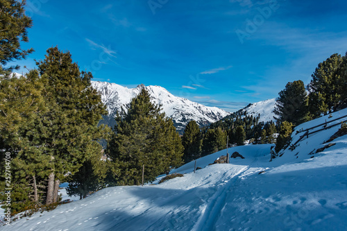 Bergwald im Winter, Skitour