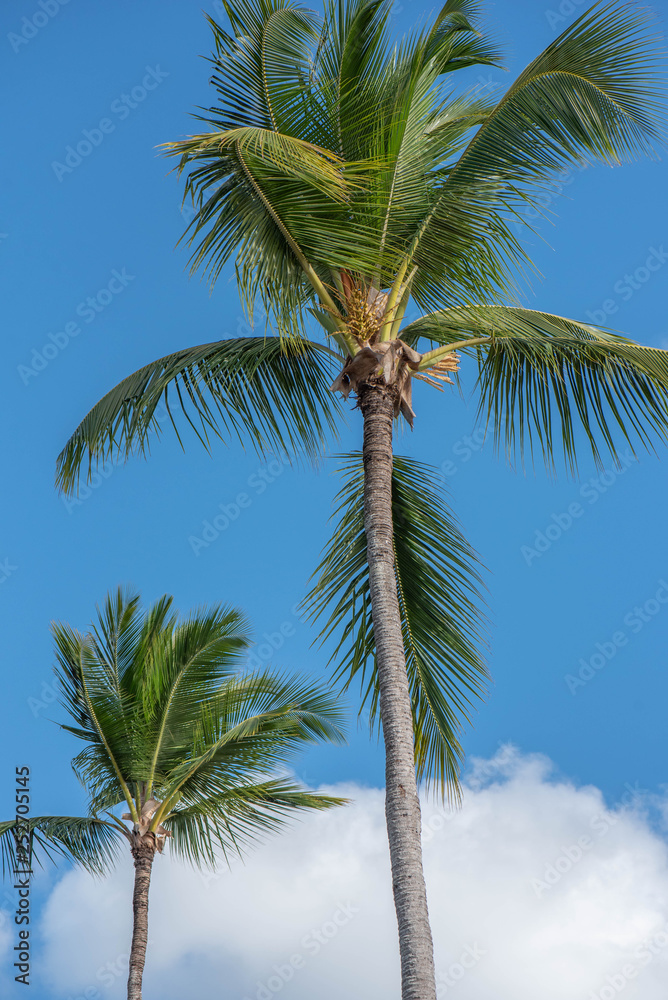 Kokospalme vor blauen Himmel Kokospalme vor blauen Himmel