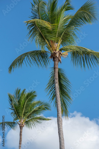 Kokospalme vor blauen Himmel