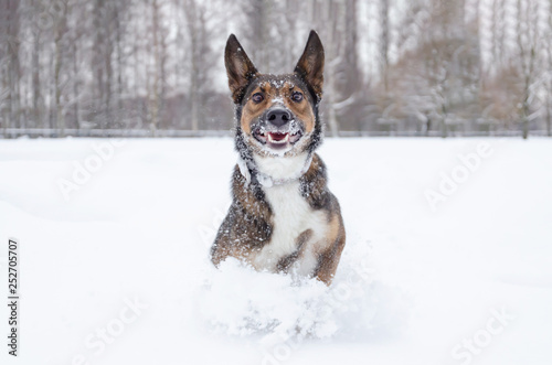 Young energetic half-breed dog walks. Walking outdoors in the winter. How to protect your pet from hypothermia. 