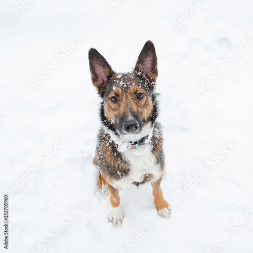 Young energetic half-breed dog walks. Walking outdoors in the winter.  How to protect your pet from hypothermia.  © Таисья Корчак