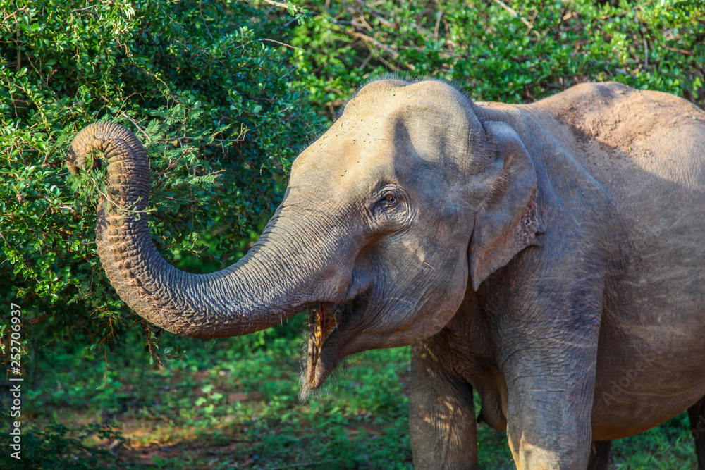 Fototapeta Closeup profile of Asian Elephant reaching for leaves in Yala National Park