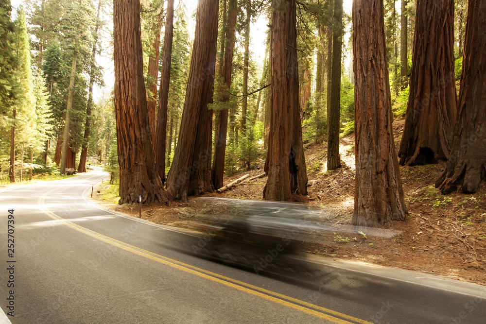 Obraz premium Sunset in Sequoia national park in California, USA