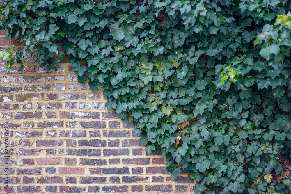 green ivy on the wall green ivy on the wall