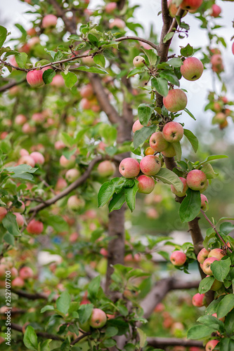 Young apples on a tree in the garden. Growing organic fruits on the farm.