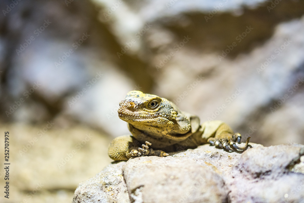 Obraz premium The lizard (latin name Sauromalus obesus) on the rock. Detail of reptile animal