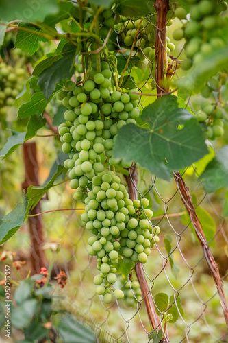 Green young wine grapes in the vineyard. Beginning of summer close up grapes growing on vines .
