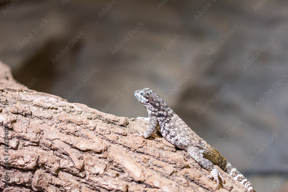 The lizard (latin name Sauromalus obesus) on the rock. Detail of reptile animal The lizard (latin name Sauromalus obesus) on the rock. Detail of reptile animal