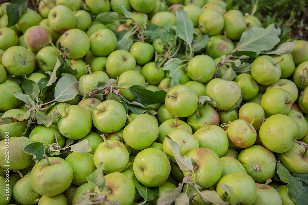 Spoiled green apples lie on the ground among the leaves in the garden.