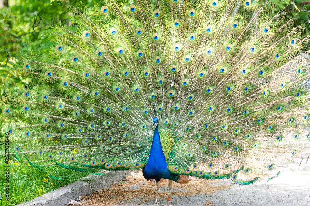 Obraz premium The peacock (latin name Pavo cristatus) bird on the park street. Colorful bird with beautiful feathers is walking on grass. Portrait of peacock bird