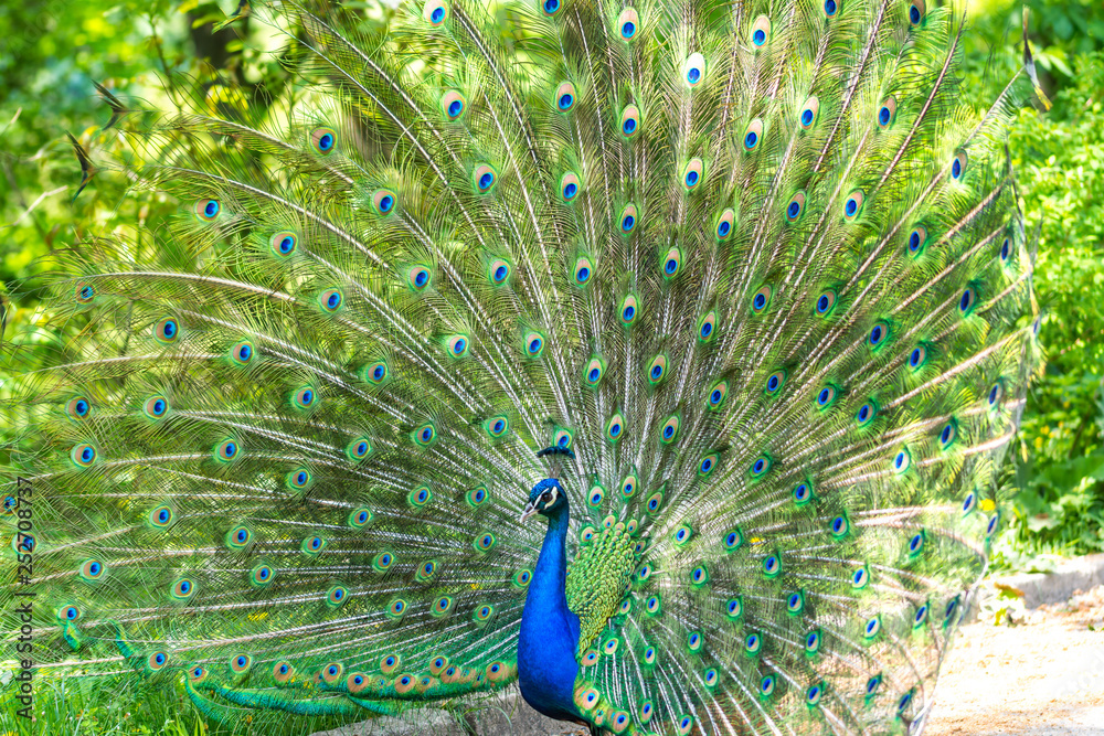 Obraz premium The peacock (latin name Pavo cristatus) bird on the park street. Colorful bird with beautiful feathers is walking on grass. Portrait of peacock bird