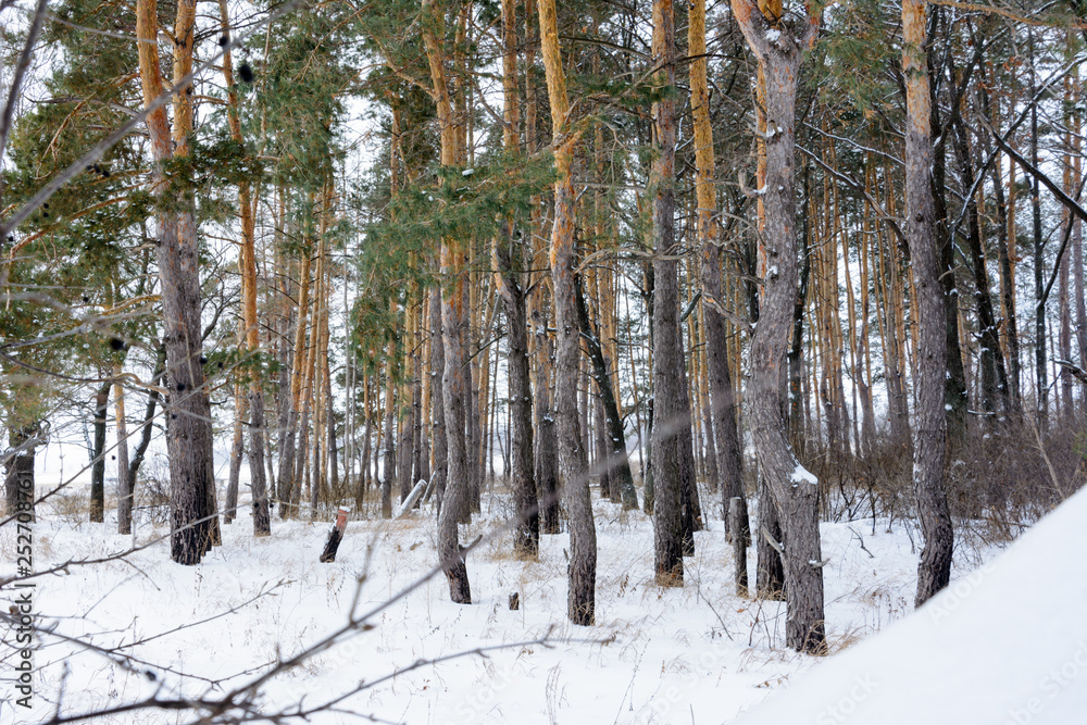 Winter landscape. Snowy trees, frost, big snowdrifts and snowfall. Winter landscape. Snowy trees, frost, big snowdrifts and snowfall.