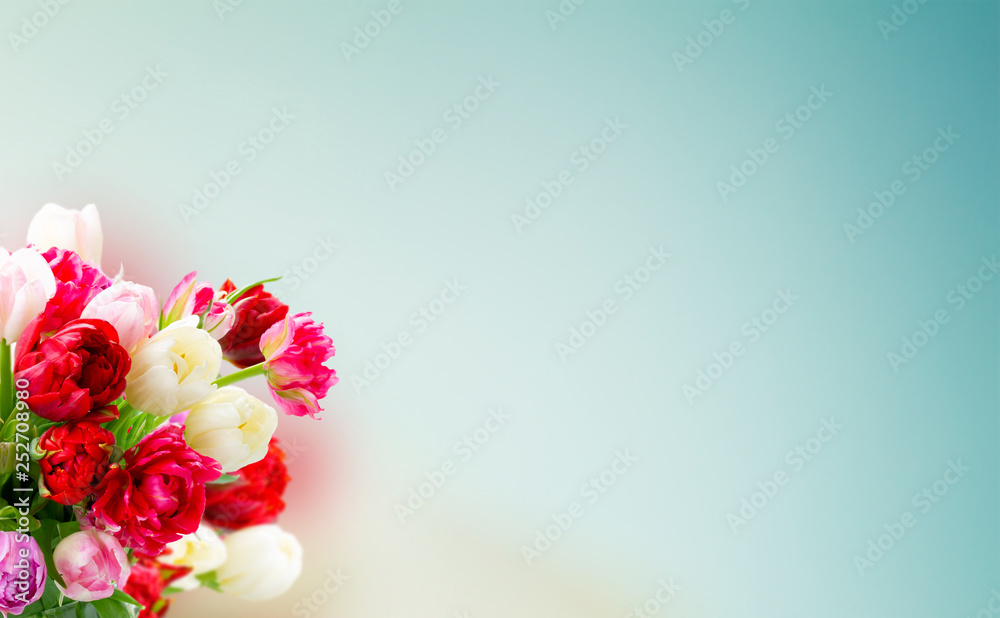 Fresh tulips flowers