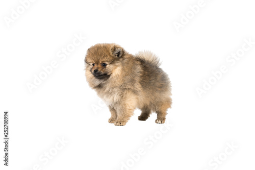 Small Pomeranian puppy standing isolated on a white background