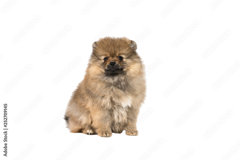 Small Pomeranian puppy sitting isolated on a white background