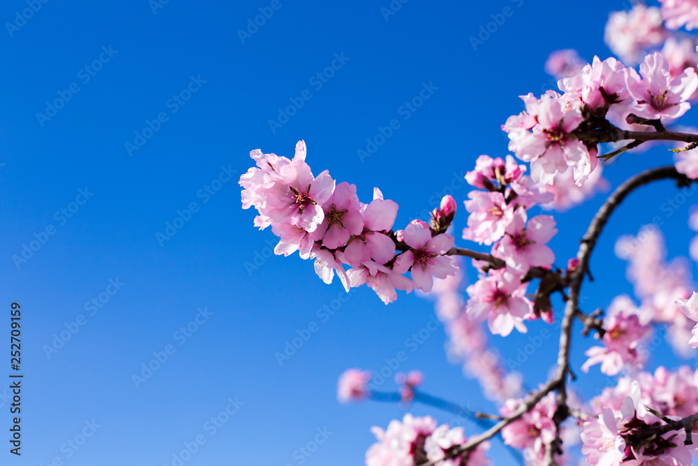 Spring blossom background. Beautiful nature scene with blooming tree on sunny day. Spring flowers. Beautiful orchard in Springtime. Abstract blurred background.