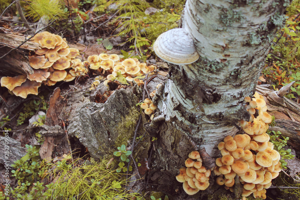 Mushrooms grow on tree bark during autumn. Massive Cluster of Mushroom