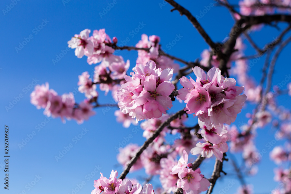 Spring blossom background. Beautiful nature scene with blooming tree on sunny day. Spring flowers. Beautiful orchard in Springtime. Abstract blurred background.