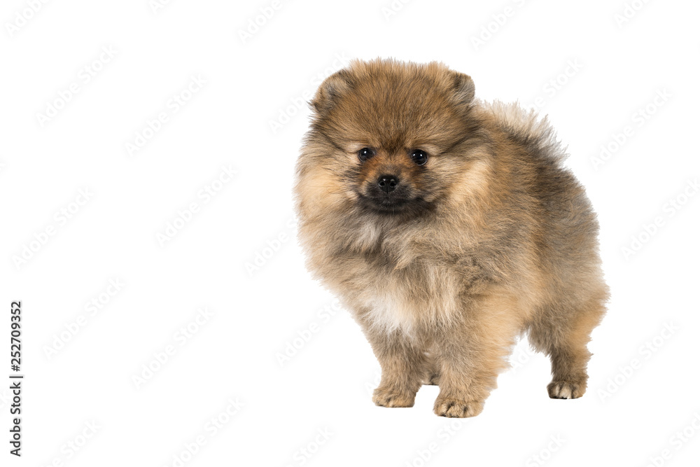 Obraz premium Small Pomeranian puppy standing isolated on a white background