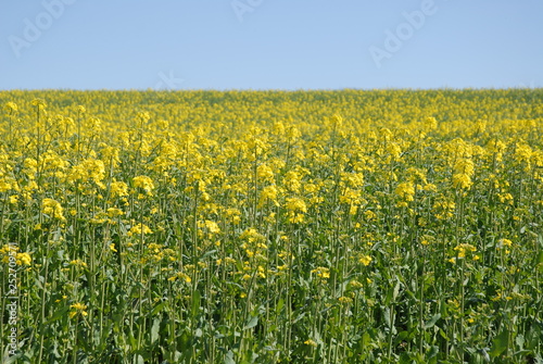 yellow field of oilseed rape in flower © Josie Elias