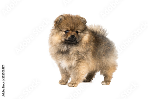 Small Pomeranian puppy standing isolated on a white background