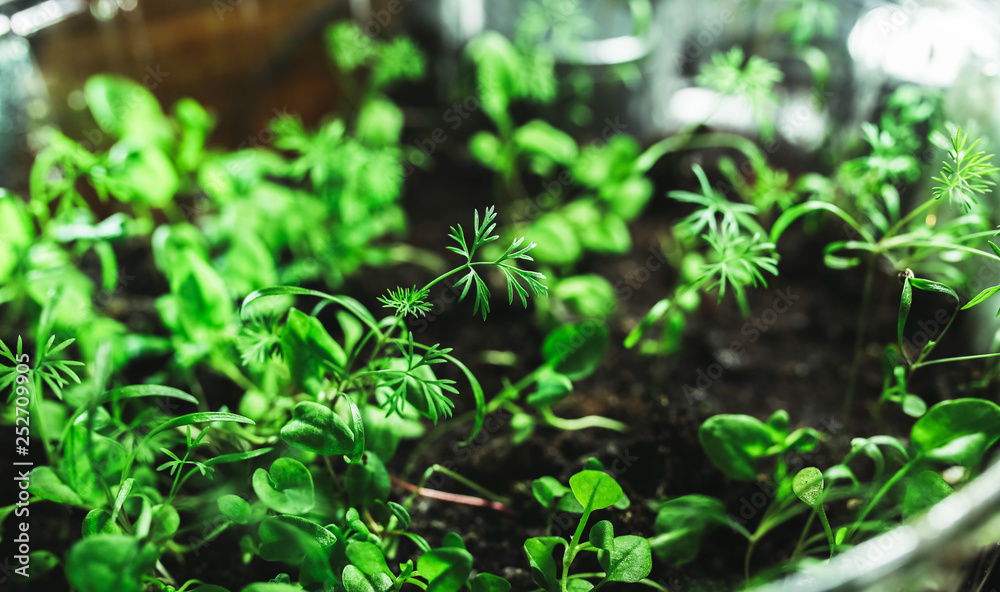 growing sprouts of plants of vegetables at home in the spring. growing sprouts of plants of vegetables at home in the spring.