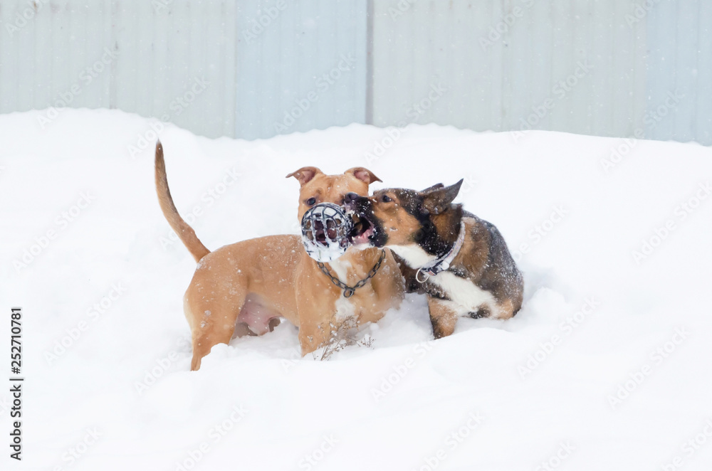 The American Bully.  Dogs play with each other. Walking outdoors in the winter.  How to protect your pet from hypothermia.
