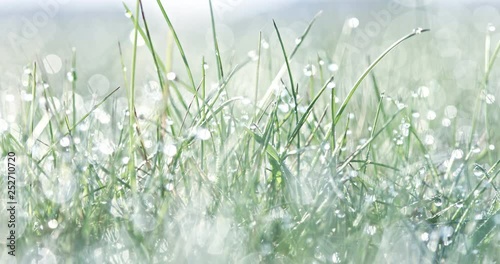 Sunny and shine morning dew on grass. Spring background.