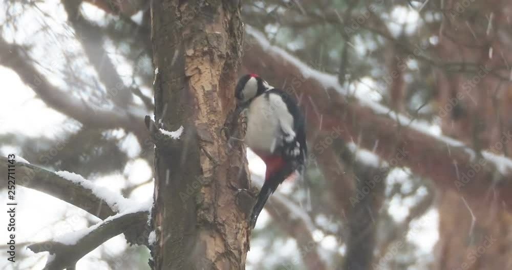 Great spotted woodpecker, Dendrocopos major, knocks on the bark of a tree, extracting edable insects. Bird in winter forest. Great spotted woodpecker, Dendrocopos major, knocks on the bark of a tree, extracting edable insects. Bird in winter forest.