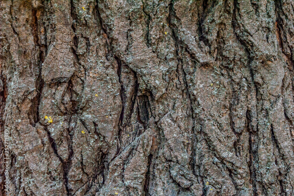 bark, tree, wood, texture, nature, brown, pattern, trunk, old, abstract, rough, textured, plant, forest, natural, closeup, oak, backgrounds, surface, wooden, close-up, detail, macro, material, pine bark, tree, wood, texture, nature, brown, pattern, trunk, old, abstract, rough, textured, plant, forest, natural, closeup, oak, backgrounds, surface, wooden, close-up, detail, macro, material, pine